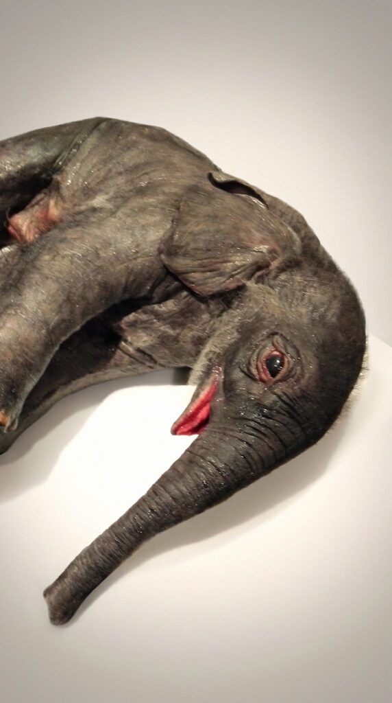Lifelike animatronic baby elephant prop created by Vlad Taupesh and Jozef Rarach for the movie The Zookeeper's Wife.